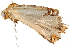  (Radara transmissa - BIOUG19176-B11)  @14 [ ] CreativeCommons - Attribution (2015) CBG Photography Group Centre for Biodiversity Genomics