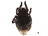  (Pheroliodidae - BIOUG19951-B06)  @11 [ ] CreativeCommons - Attribution (2017) CBG Photography Group Centre for Biodiversity Genomics