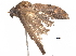  (Achaea cuprizonia - BIOUG20056-A12)  @11 [ ] CreativeCommons - Attribution (2018) CBG Photography Group Centre for Biodiversity Genomics