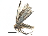  (Labanda umonea - BIOUG16197-G04)  @14 [ ] CreativeCommons - Attribution (2015) CBG Photography Group Centre for Biodiversity Genomics