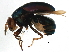  ( - BIOUG16313-G03)  @11 [ ] CreativeCommons - Attribution (2015) CBG Photography Group Centre for Biodiversity Genomics