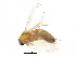  (Parolulis absimilis - BIOUG16315-E11)  @12 [ ] CreativeCommons - Attribution (2015) CBG Photography Group Centre for Biodiversity Genomics