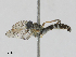  (Stichopogon inaequalis - CBG-A10839-D08)  @11 [ ] CreativeCommons - Attribution Share - Alike (2023) CBG Photography Group Centre for Biodiversity Genomics