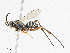  (Ceropales sp. PO872 - CBG-A10840-E04)  @11 [ ] CreativeCommons - Attribution Share - Alike (2023) CBG Photography Group Centre for Biodiversity Genomics