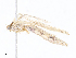  (Agdistis frankeniae - CBG-A10840-H03)  @11 [ ] CreativeCommons - Attribution Share - Alike (2023) CBG Photography Group Centre for Biodiversity Genomics