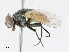  (Musca sp - CBG-A16718-A05)  @11 [ ] CreativeCommons - Attribution Share - Alike (2023) CBG Photography Group Centre for Biodiversity Genomics