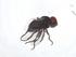  (Melanagromyza sojae - CBG-A20780-A09)  @11 [ ] CreativeCommons - Attribution Share - Alike (2023) Centre for Biodiversity Genomics Centre for Biodiversity Genomics