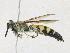  ( - CBG-A21693-G06)  @11 [ ] CreativeCommons - Attribution Share-Alike (2023) CBG Photography Group Centre for Biodiversity Genomics