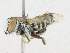  ( - CBG-A21694-F05)  @11 [ ] CreativeCommons - Attribution Share - Alike (2023) CBG Photography Group Centre for Biodiversity Genomics