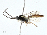  ( - BIOUG99553-C04)  @11 [ ] CreativeCommons - Attribution (2023) CBG Photography Group Centre for Biodiversity Genomics