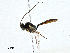  ( - BIOUG99554-E06)  @11 [ ] CreativeCommons - Attribution (2023) CBG Photography Group Centre for Biodiversity Genomics