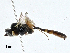 ( - BIOUG99555-F04)  @11 [ ] CreativeCommons - Attribution (2023) CBG Photography Group Centre for Biodiversity Genomics
