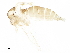  ( - BIOUG41454-H05)  @11 [ ] CreativeCommons - Attribution (2019) CBG Photography Group Centre for Biodiversity Genomics
