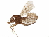  ( - BIOUG41585-B08)  @11 [ ] CreativeCommons - Attribution (2019) CBG Photography Group Centre for Biodiversity Genomics