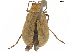  ( - BIOUG41477-H08)  @11 [ ] CreativeCommons - Attribution (2019) CBG Photography Group Centre for Biodiversity Genomics