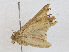  ( - CBG-A04477-B03)  @11 [ ] CreativeCommons - Attribution (2023) CBG Photography Group Centre for Biodiversity Genomics