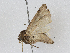  ( - CBG-A04477-B12)  @11 [ ] CreativeCommons - Attribution (2023) CBG Photography Group Centre for Biodiversity Genomics