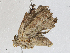  (Microplexia costimaculalis - CBG-A04477-G03)  @11 [ ] CreativeCommons - Attribution (2023) CBG Photography Group Centre for Biodiversity Genomics