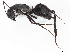 ( - CBG-A04478-G11)  @11 [ ] CreativeCommons - Attribution (2023) CBG Photography Group Centre for Biodiversity Genomics