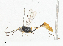  ( - CBG-A04556-A01)  @11 [ ] CreativeCommons - Attribution (2023) CBG Photography Group Centre for Biodiversity Genomics