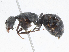  ( - CBG-A04559-G06)  @11 [ ] CreativeCommons - Attribution (2023) CBG Photography Group Centre for Biodiversity Genomics