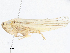  ( - CBG-A04560-G06)  @11 [ ] CreativeCommons - Attribution (2023) CBG Photography Group Centre for Biodiversity Genomics
