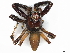  (Brancus - CBG-A04560-H07)  @11 [ ] CreativeCommons - Attribution (2023) CBG Photography Group Centre for Biodiversity Genomics