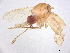  (Uranotaenia lutescens - BIOUG36946-A07)  @11 [ ] CreativeCommons - Attribution (2022) CBG Photography Group Centre for Biodiversity Genomics