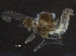  ( - BIOUG37143-H09)  @11 [ ] CreativeCommons - Attribution (2018) CBG Photography Group Centre for Biodiversity Genomics