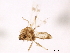  ( - BIOUG37146-H01)  @11 [ ] CreativeCommons - Attribution (2018) CBG Photography Group Centre for Biodiversity Genomics