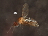  ( - BIOUG37147-F11)  @11 [ ] CreativeCommons - Attribution (2018) CBG Photography Group Centre for Biodiversity Genomics