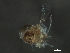 (Corynoneura yoshimurai - BIOUG37539-D11)  @11 [ ] CreativeCommons - Attribution (2018) CBG Photography Group Centre for Biodiversity Genomics