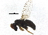  ( - BIOUG37187-C05)  @14 [ ] CreativeCommons - Attribution (2018) CBG Photography Group Centre for Biodiversity Genomics