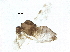  ( - BIOUG37188-B01)  @11 [ ] CreativeCommons - Attribution (2018) CBG Photography Group Centre for Biodiversity Genomics