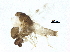  ( - BIOUG37191-F06)  @11 [ ] CreativeCommons - Attribution (2018) CBG Photography Group Centre for Biodiversity Genomics