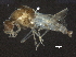  ( - BIOUG37675-H11)  @11 [ ] CreativeCommons - Attribution (2018) CBG Photography Group Centre for Biodiversity Genomics