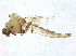  ( - BIOUG37719-C06)  @11 [ ] CreativeCommons - Attribution (2018) CBG Photography Group Centre for Biodiversity Genomics