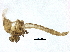  ( - BIOUG37720-D04)  @11 [ ] CreativeCommons - Attribution (2018) CBG Photography Group Centre for Biodiversity Genomics