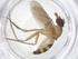  (Neurigona pectinata - CBG-B02212-H01)  @11 [ ] CreativeCommons - Attribution Share - Alike (2025) Centre for Biodiversity Genomics Centre for Biodiversity Genomics