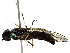  ( - BIOUG70312-H06)  @11 [ ] CreativeCommons - Attribution (2022) CBG Photography Group Centre for Biodiversity Genomics