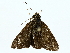  ( - BIOUG85262-B07)  @11 [ ] CreativeCommons - Attribution (2022) CBG Photography Group Centre for Biodiversity Genomics
