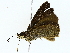  ( - BIOUG85517-A04)  @11 [ ] CreativeCommons - Attribution (2022) CBG Photography Group Centre for Biodiversity Genomics