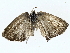  ( - BIOUG85518-D10)  @11 [ ] CreativeCommons - Attribution (2022) CBG Photography Group Centre for Biodiversity Genomics