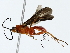  ( - BIOUG85519-D12)  @11 [ ] CreativeCommons - Attribution (2022) CBG Photography Group Centre for Biodiversity Genomics
