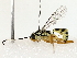  (Pachysomoides stupidus - BIOUG85519-H02)  @11 [ ] CreativeCommons - Attribution (2022) CBG Photography Group Centre for Biodiversity Genomics