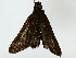  ( - BIOUG85520-H10)  @11 [ ] CreativeCommons - Attribution (2022) CBG Photography Group Centre for Biodiversity Genomics