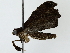  ( - BIOUG85523-C12)  @11 [ ] CreativeCommons - Attribution (2022) CBG Photography Group Centre for Biodiversity Genomics