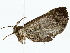  ( - BIOUG85523-D07)  @11 [ ] CreativeCommons - Attribution (2022) CBG Photography Group Centre for Biodiversity Genomics