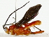  ( - BIOUG85523-H06)  @11 [ ] CreativeCommons - Attribution (2022) CBG Photography Group Centre for Biodiversity Genomics