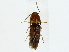 ( - BIOUG89935-C03)  @11 [ ] CreativeCommons - Attribution (2022) CBG Photography Group Centre for Biodiversity Genomics
